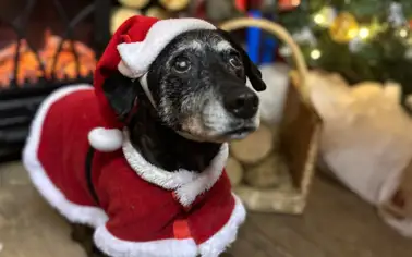 Santa Paws in the Cosy Cabin on the Farm