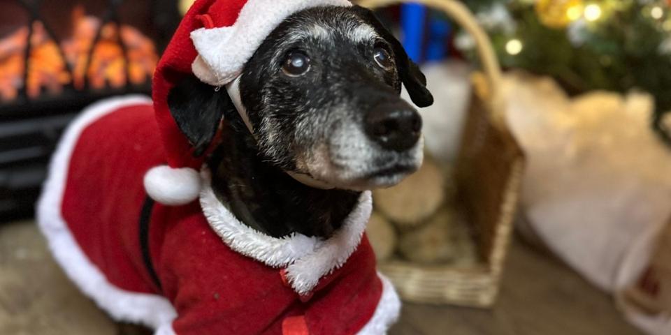Santa Paws in the Cosy Cabin on the Farm