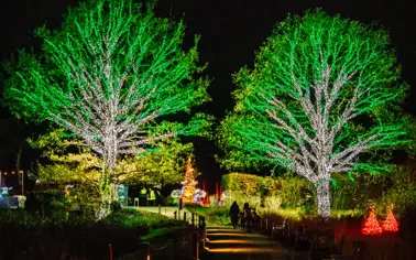 Winter Light Trail
