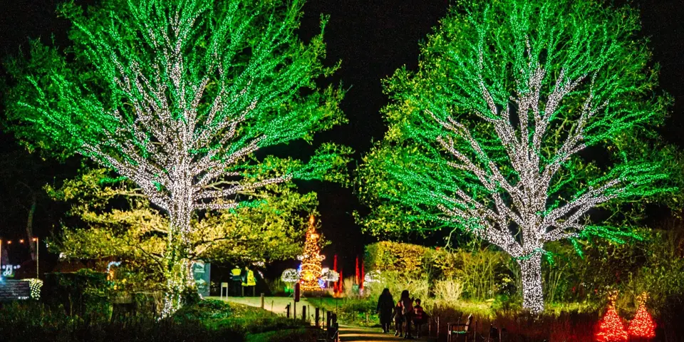 Winter Light Trail